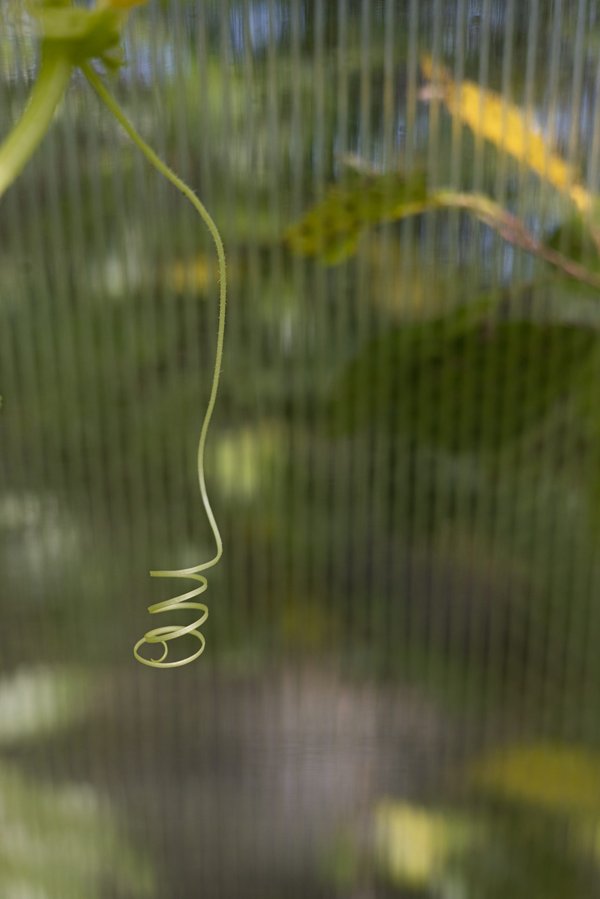 Comment les exercices de force peuvent-ils être adaptés pour les personnes souffrant de maladies chroniques ?